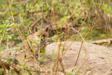 Lis rudy lis pospolity Vulpes vulpes