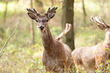 Jelen szlachetny Cervus elaphus