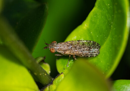 Marsh fly Dictya genus (Sciomyzidae) resting on a leaf in Houston, TX. Dorsal macro view.