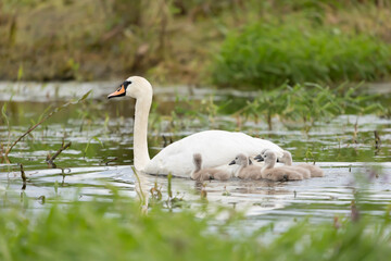 Labedz niemy Cygnus olor