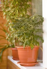 herbs in pots