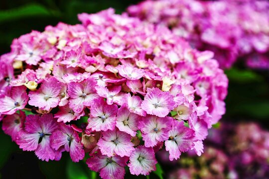 4 926 Best 赤紫 Images Stock Photos Vectors Adobe Stock