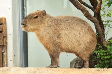 無表情で立っている可愛いカピバラさん