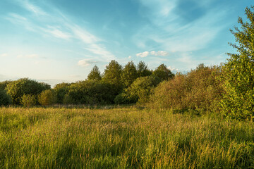 Natura, las, drzewa © Piotr Gaborek 