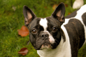 black and white french bulldog is standing in the garden and looking up to the camera