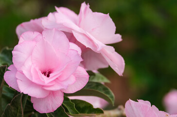 Obraz premium beauty fresh fascinatingly pink flower blooming in botany garden. flora blossom romantic for love.