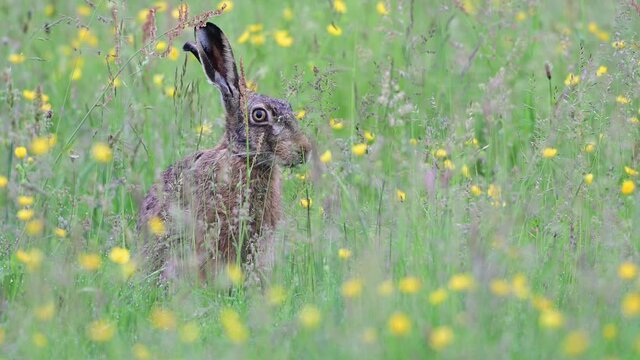 Brown hare searchs food in the bloom meadow, summer,  (lepus capensis), germany