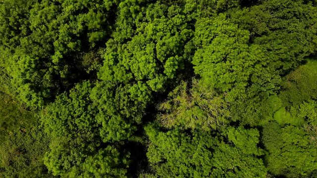 Flying over the tree tops of a very lush green woodland in the UK
