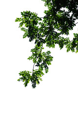 green tree branch isolated on white background, nature background