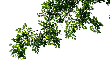 Fototapeta premium green tree branch isolated on white background, nature background