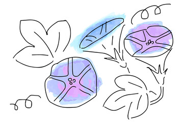 手描きの朝顔の線画