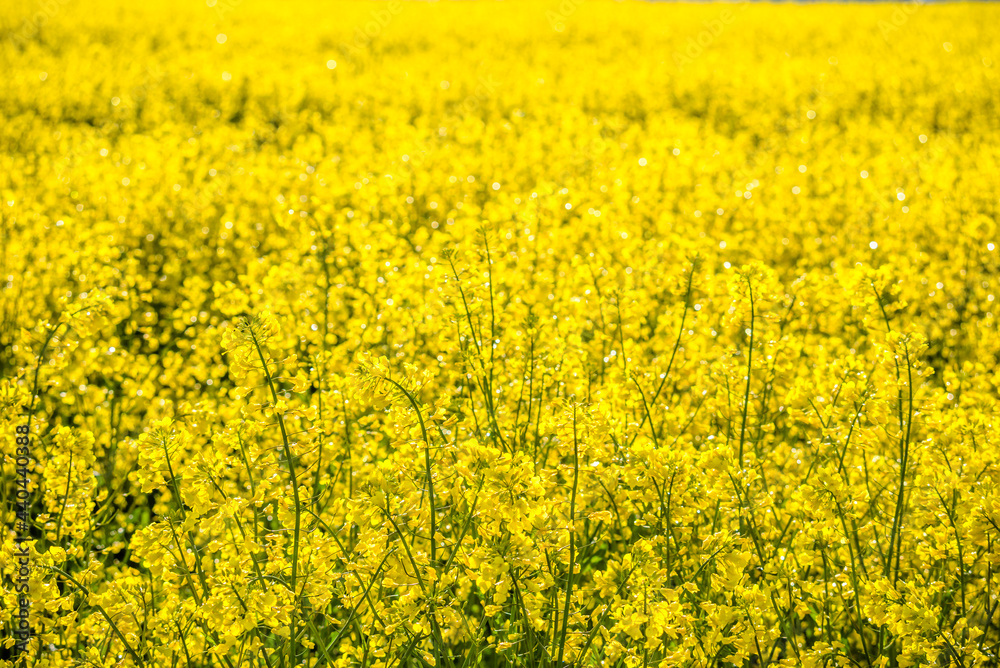 Poster scenic landscape with yellow rapeseed field. blooming canola flowers close-up. yellow flowering rape - Posters