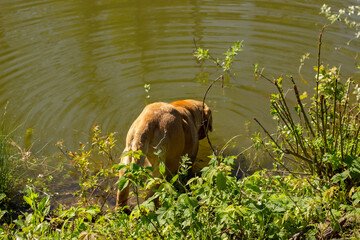 big ginger dog drinks water from the lake