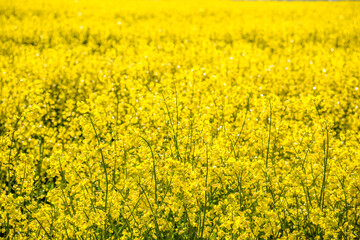 Scenic landscape with yellow rapeseed field. Blooming canola flowers close-up. Yellow flowering...