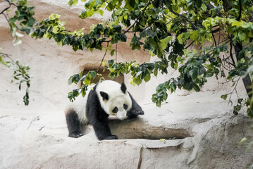 Cute giant panda cub climbs on stone wall