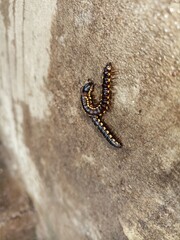 Greenhouse milipede also known as hothouse milipede on the rock.