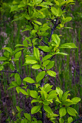 Young apple tree on a green background close-up