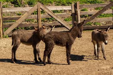 many different little donkeys on the farm