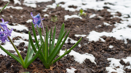Blue, lilac flowers in spring on the ground with snow