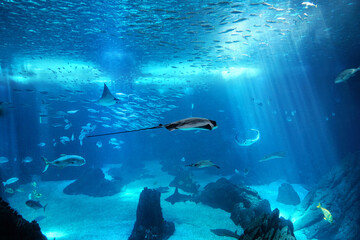 Fototapeta premium Marine Life