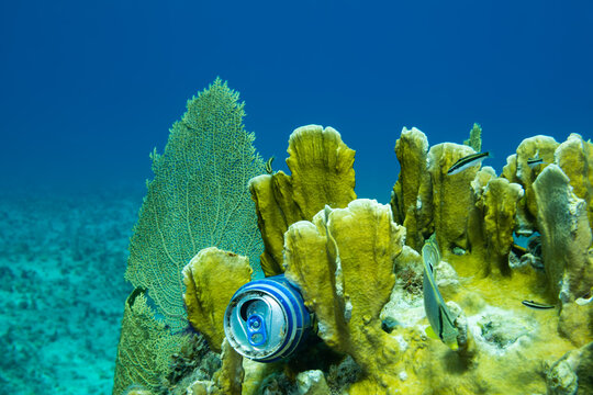 Trash that has been dumped carelessly has ended up in the ocean. In this image a beer can is seen wedged into a piece of delicate fire coral demonstrating the negative effect of humans on nature