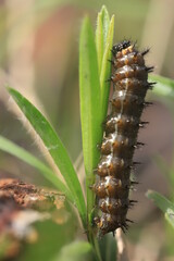 caterpillar on a grass