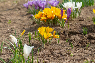 Early crocus flowers in the garden have sprung up in the flower bed after the snow melts