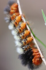 caterpillar on a leaf