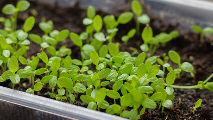 Sprouts with green leaves appeared from seeds, many small plants in a container with earth
