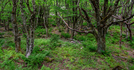 Yellow birch trees (Betula alleghaniensis) growing among ferns in forest in Grayson Highlands State Park in southwestern Virginia in mid-June.