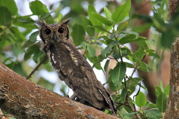 owl on branch