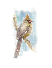 Female cardinals sitting on a branch - watercolor illustration