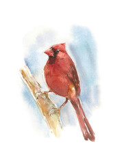 male cardinals sitting on a branch - watercolor illustration