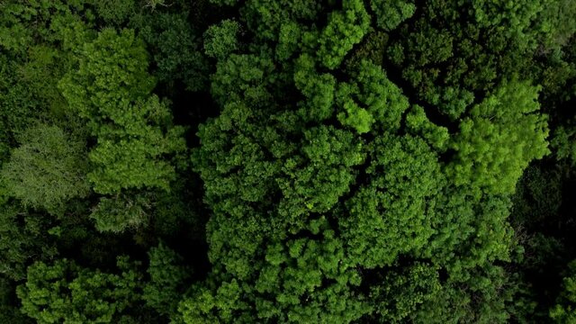Flying over tree canopy of a british woodland in the spring