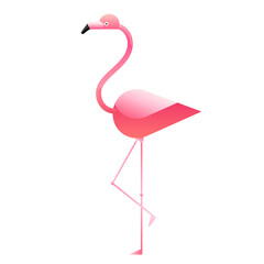 The flamingo isolated on white background. Vector illustration of tropical birds