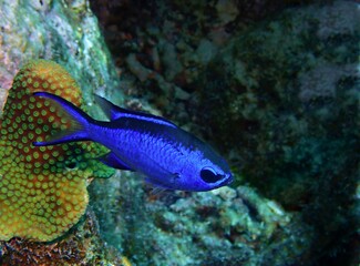Fototapeta na wymiar Blue Chromis Damselfish on the Reef
