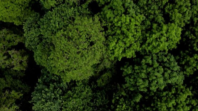 Flying over tree tops of a british woodland in the summer