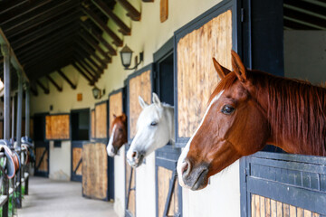 Head of the thoroughbred horse looking over the wooden stable doors. Close up, copy space for text, background. - obrazy, fototapety, plakaty