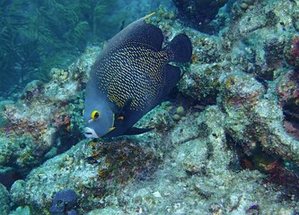 French Angelfish on the Reef