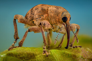 Acorn Weevil © Harry