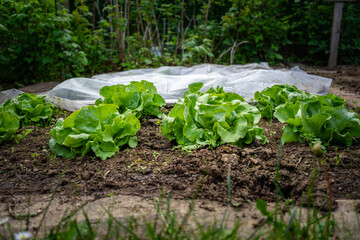 Gardening PLanting Lettuce in Lower Bavaria Germany