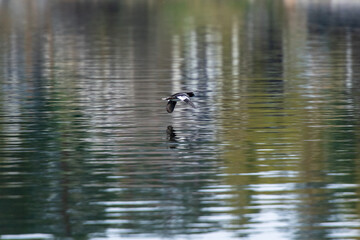 bird flying low over the water