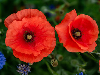 Red poppy flowers on sunny day