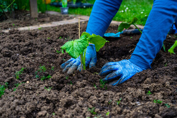 Gardening planting Cocumbers in Lower Bavaria Germany