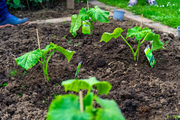 Gardening planting Cocumbers in Lower Bavaria Germany