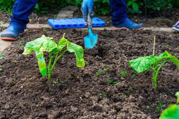 Gardening planting Cocumbers in Lower Bavaria Germany