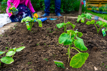 Gardening planting Cocumbers in Lower Bavaria Germany