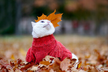 Funny white cat, multi-colored eyes. Angora breed. Sits among the foliage in the park on an autumn day. Animal in a sweater on the street. The pet plays in red and yellow maple.
