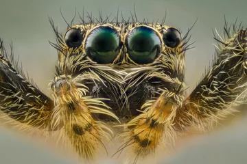 Wandaufkleber Jumping spider © Harry