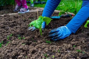 Gardening planting Cocumbers in Lower Bavaria Germany